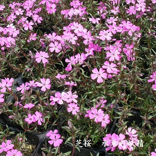 芝桜 水車の妖精(ピンク花） 9cm(3号)ポット苗 : 緑の宅配便 Yahoo!店