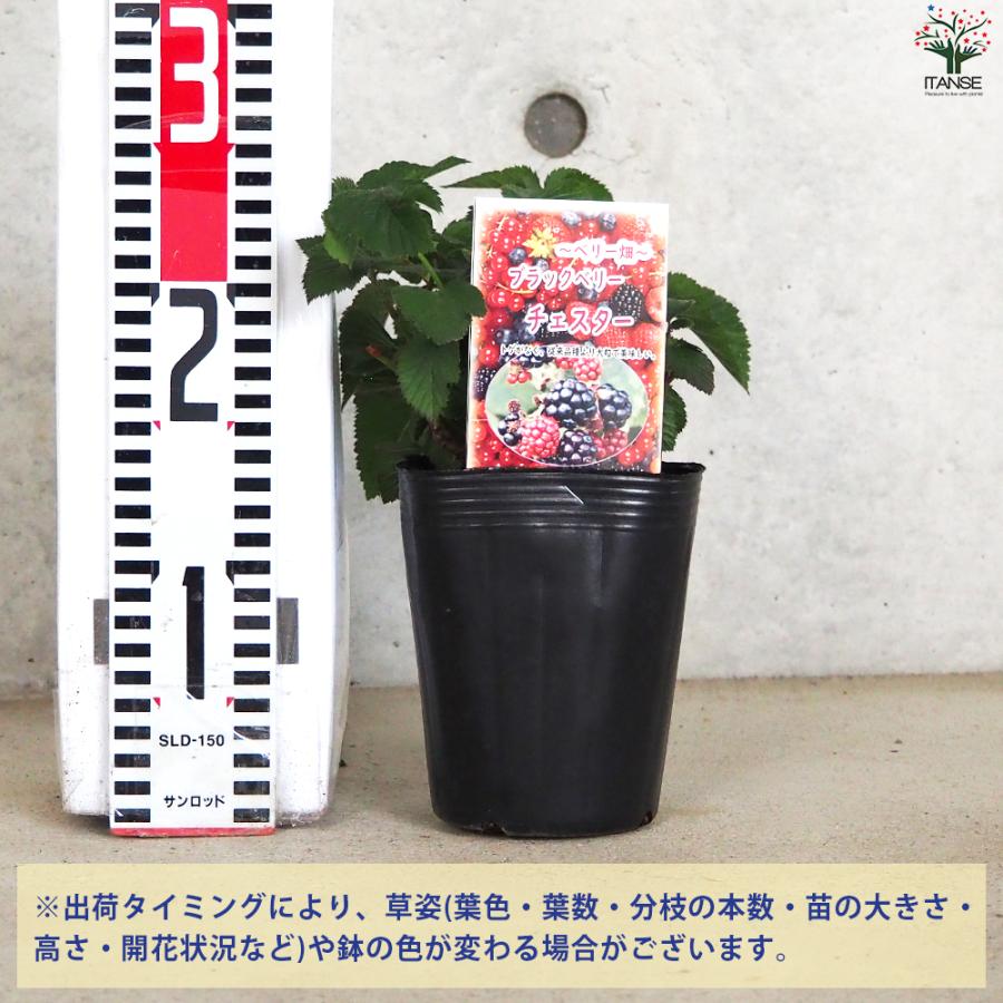 ITANSE ブラックベリーの苗木 チェスター 果樹の苗 12cmポット 1年生