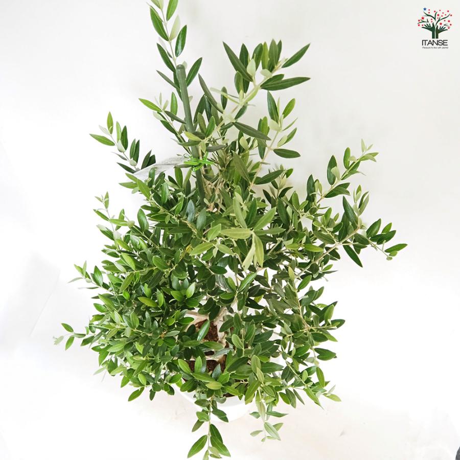オリーブ ピクアル 果樹の苗木 8号/1個売り オリーブの実 植木