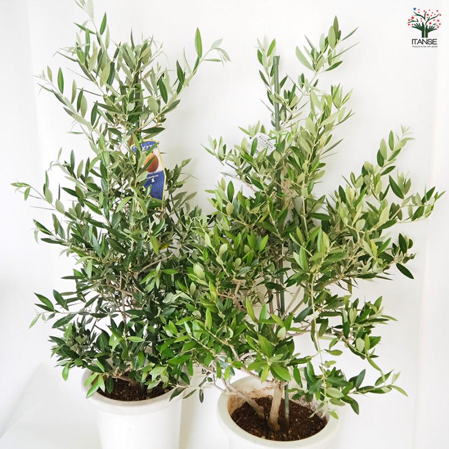 オリーブ ピクアル 果樹の苗木 8号/1個売り オリーブの実 植木