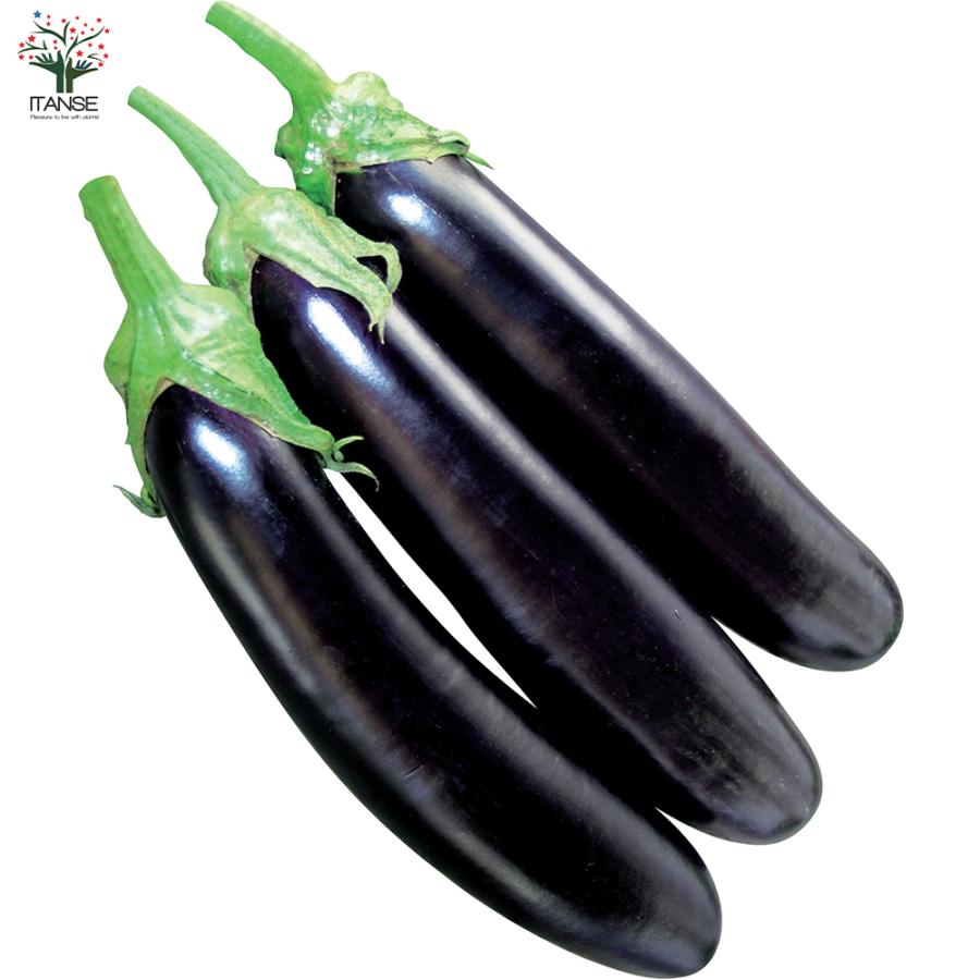 ITANSE ナスの苗 すずなりトロトロなす(長ナスタイプ) 野菜苗 自根苗