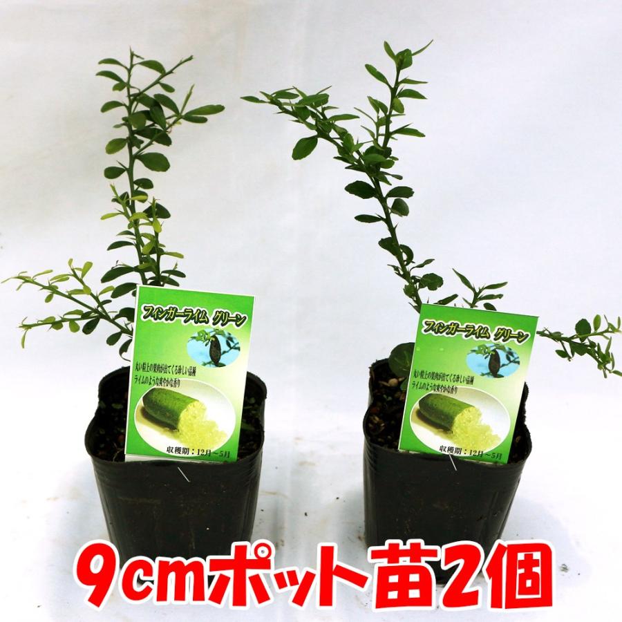 ITANSE フィンガーライム苗 グリーン 果樹苗 挿し木苗 9cmポット 2個