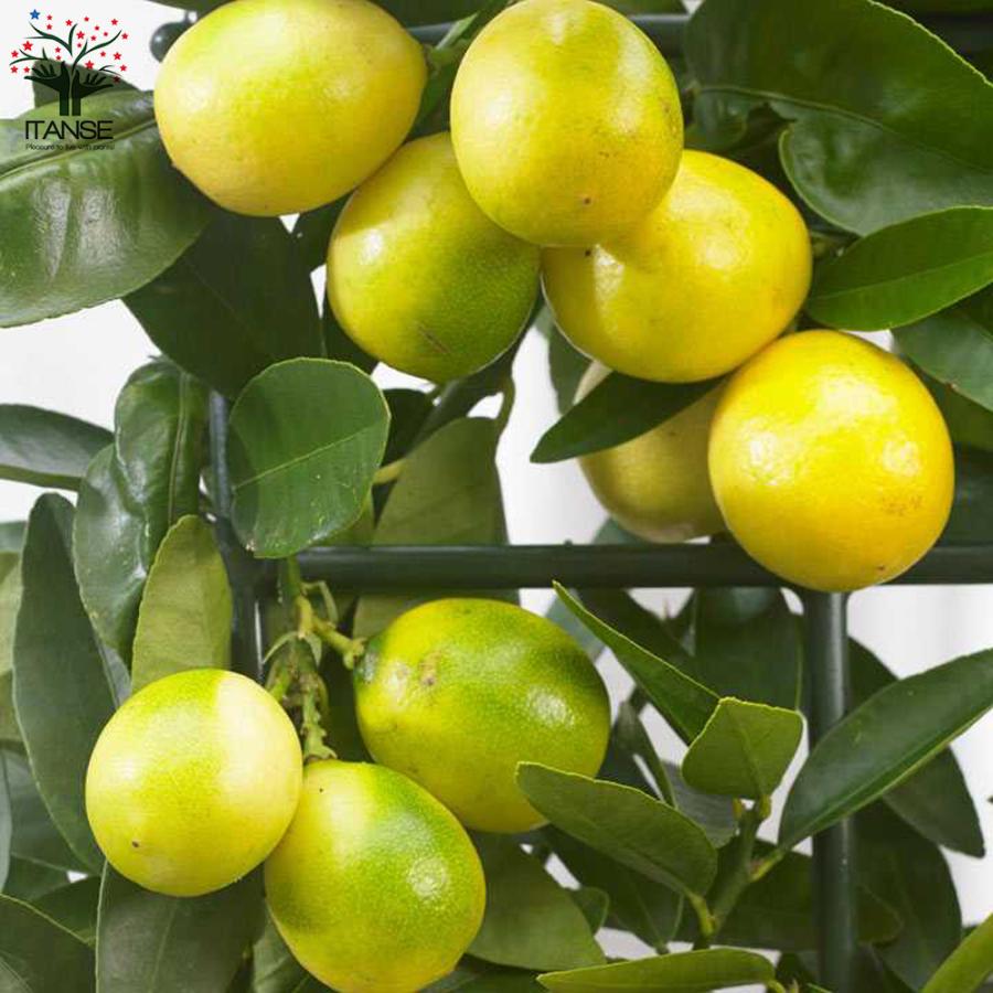 ITANSE キンカンライム 果樹の苗木 接木苗 5号ポット 1個売り 果樹