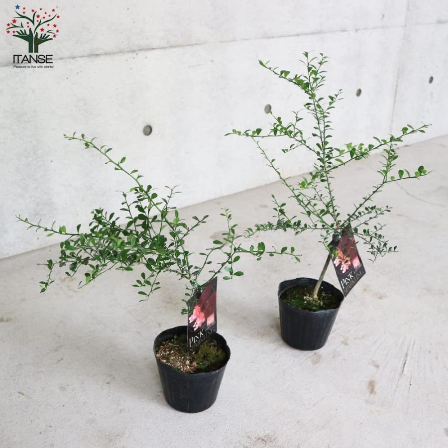 ITANSE フィンガーライムの苗木 ピンクスパークリング 果樹の苗木 接木