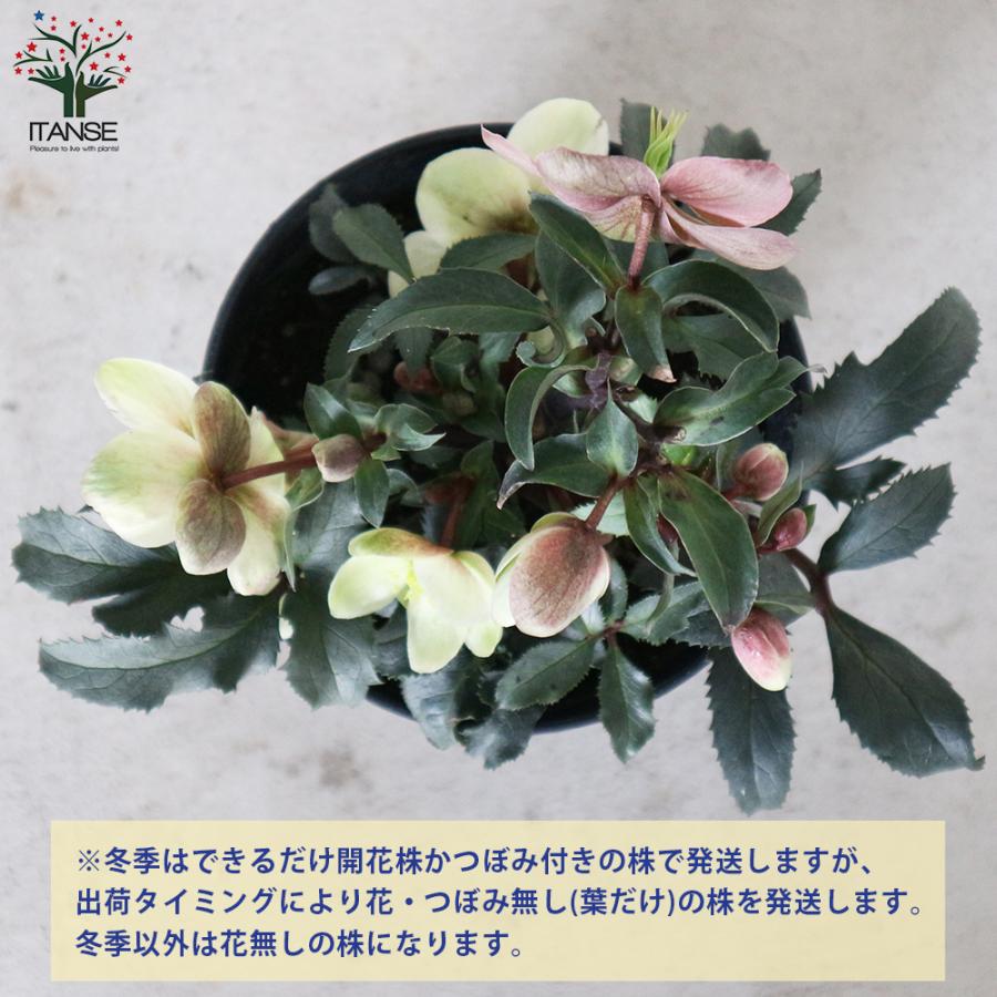 ITANSE クリスマスローズ モンテクリスト 花苗 5号ポット苗 1個売り