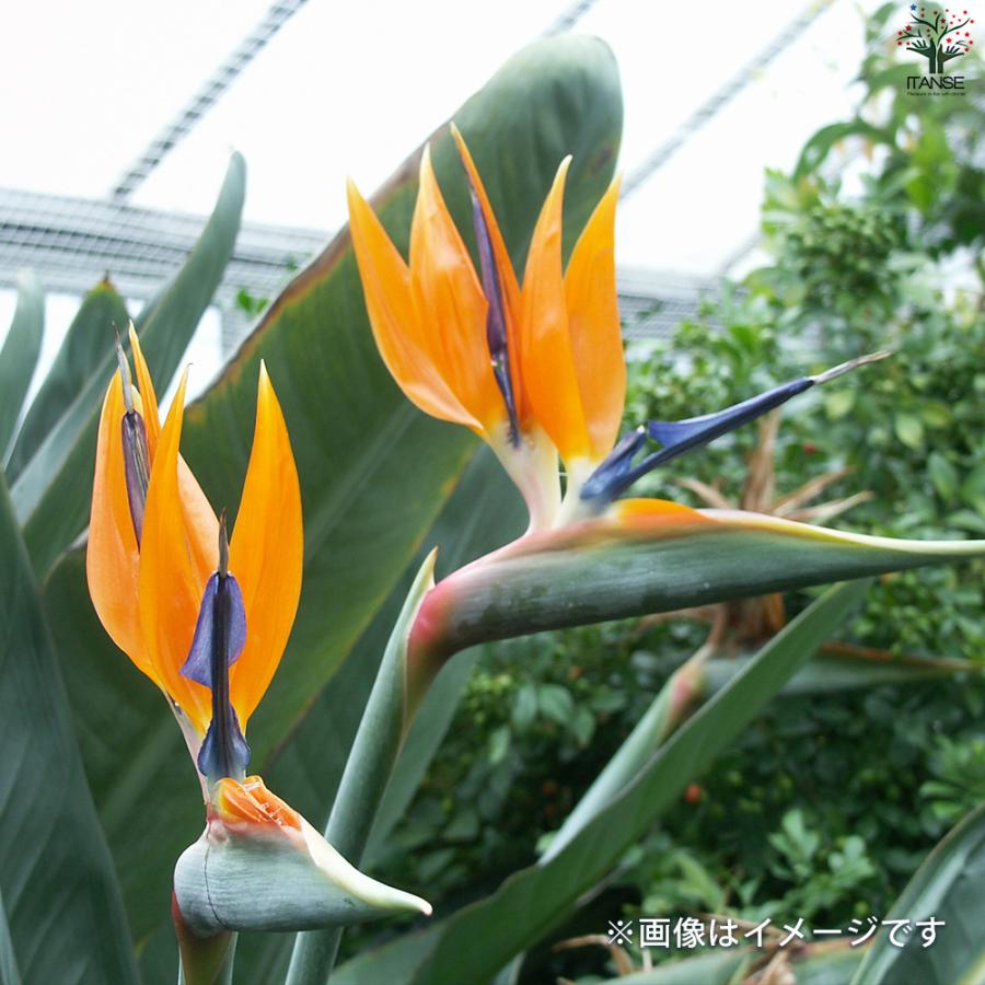 ITANSE ストレリチア レギネ(極楽鳥花) 観葉植物 8号鉢/1個売り 観葉