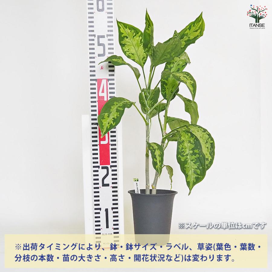 アグラオネマ ピクタム 観葉植物 4号/1個売り Aglaonema オフィス