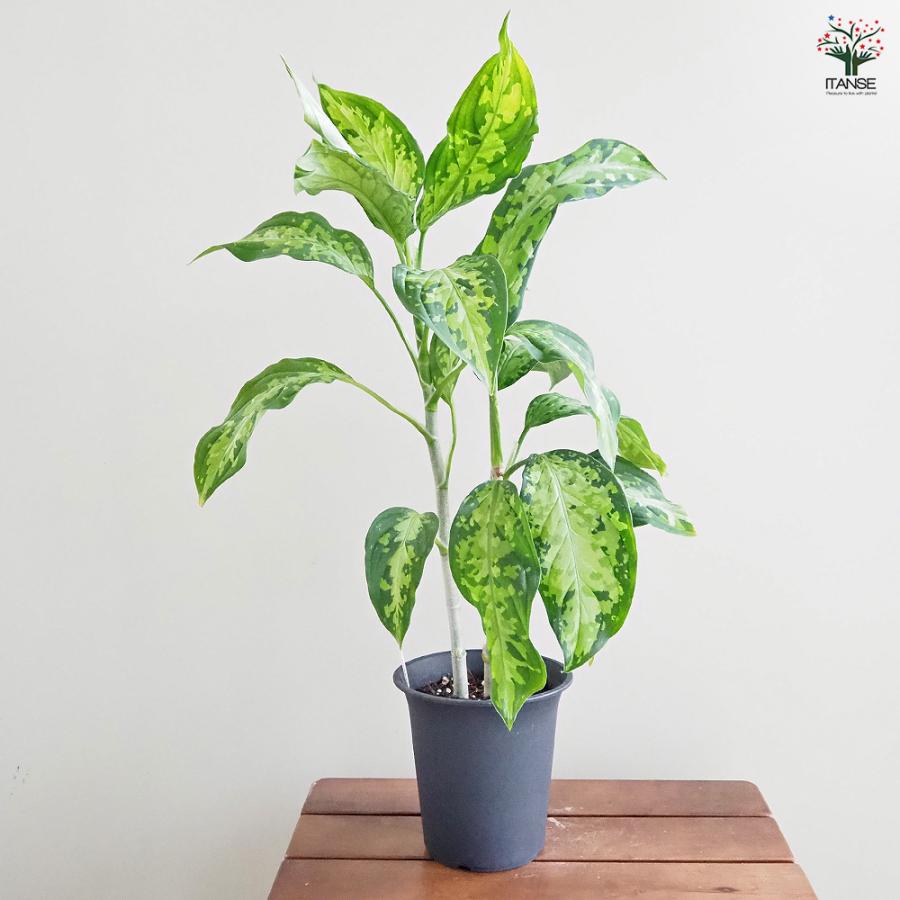 アグラオネマ ピクタム 観葉植物 4号/1個売り Aglaonema オフィス