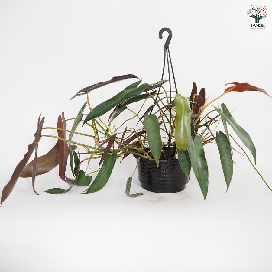 フィロデンドロン アタバポエンセ 観葉植物 6号/1個売り フィロデン