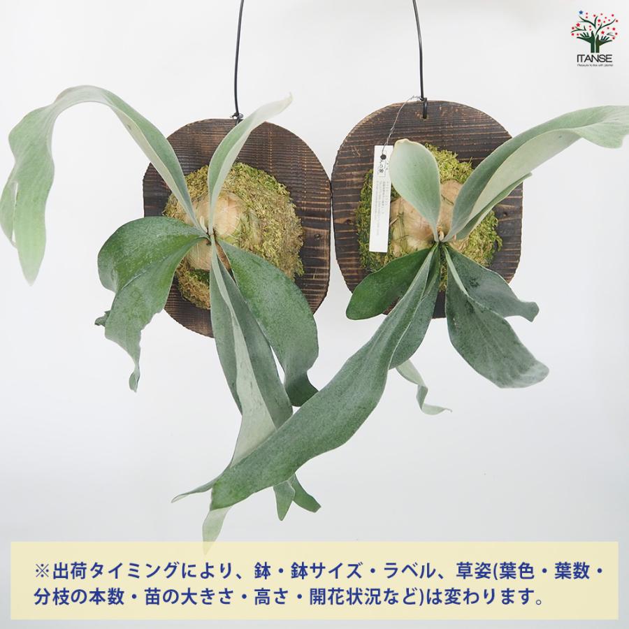 コウモリラン オモ ホワイトラバー板付き 観葉植物 /1個売り