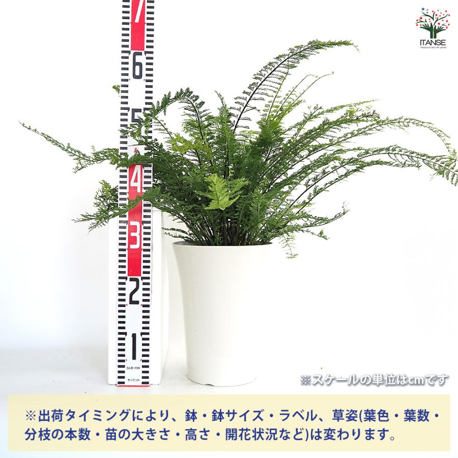 シダ プラスチックファン 観葉植物 7号/1個売り トキワシノブ 常磐忍