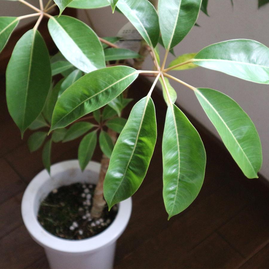 ITANSE 観葉植物 ツピタンサス 7号鉢 1本立ち 1個 人気 大型 おしゃれ