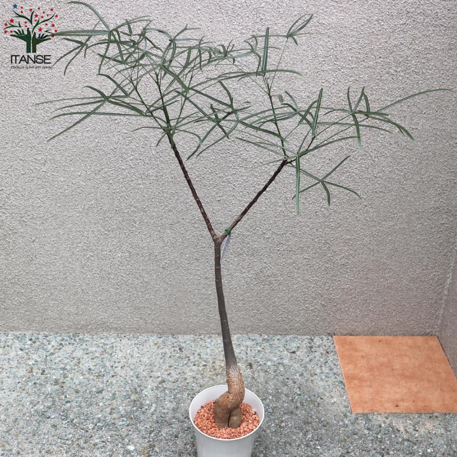 ITANSE ボトルツリー (ブラキキトン・ルペストリス) Mサイズ 観葉植物
