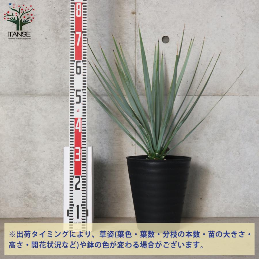 ITANSE ユッカ リギダ 観葉植物 8号プラスチック鉢：リビングや