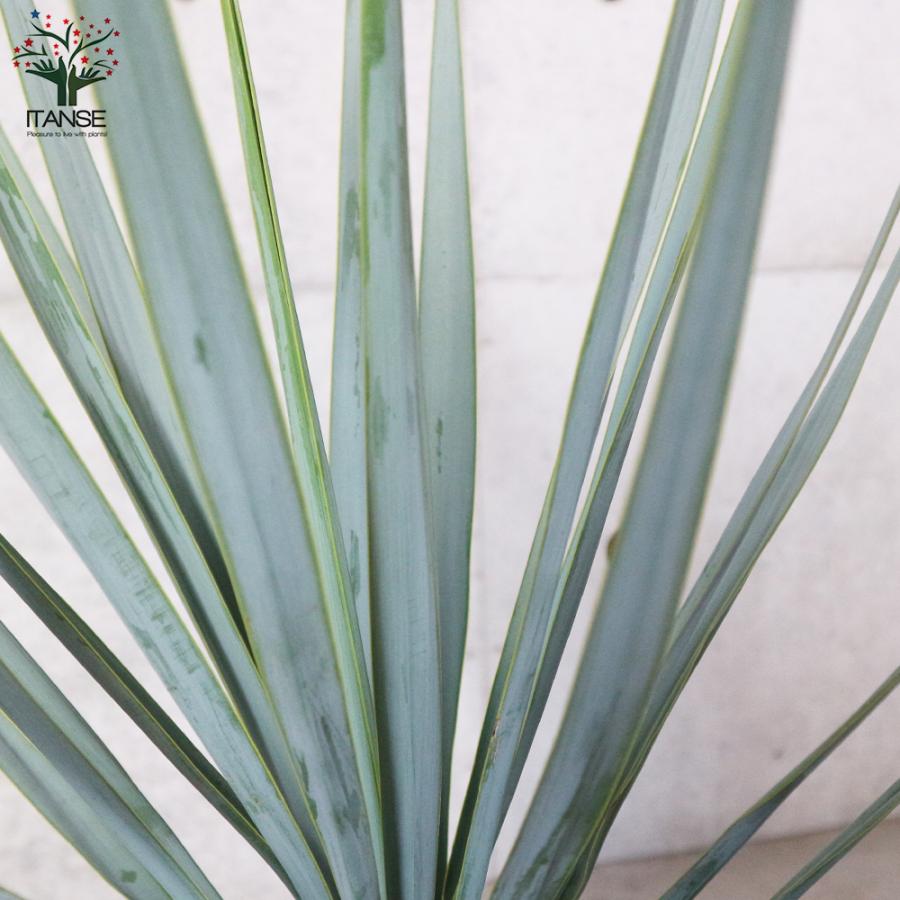 ITANSE ユッカ リギダ 観葉植物 8号プラスチック鉢：リビングや