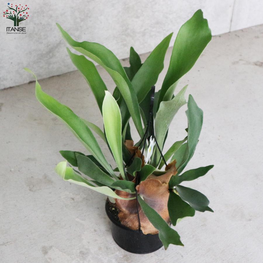 ITANSE ビカクシダ(コウモリラン) ：ビフルカツム・ネザーランド 観葉