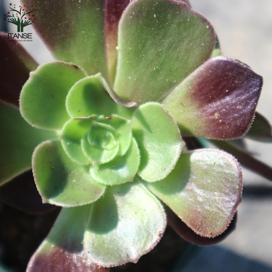 ITANSE アエオニウム・カシミヤバイオレット 多肉植物 2.5号鉢 1個売り