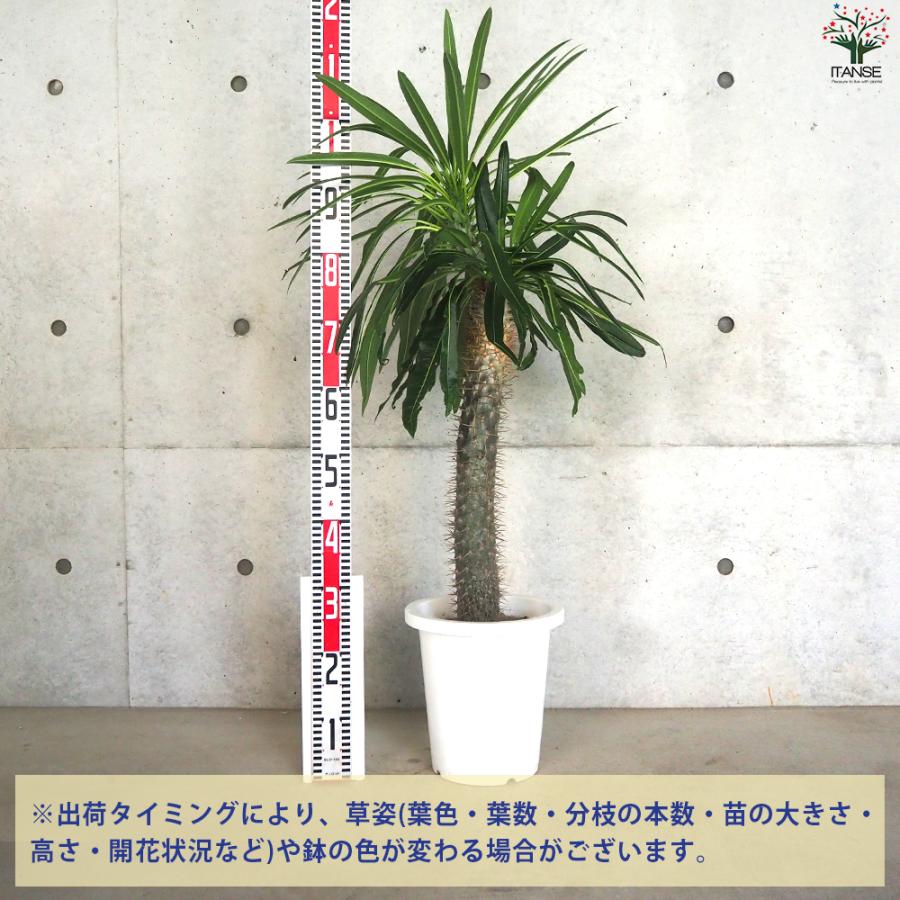 ITANSE パキポディウム ラメリー 多肉植物 8号鉢/1個売り 塊根植物