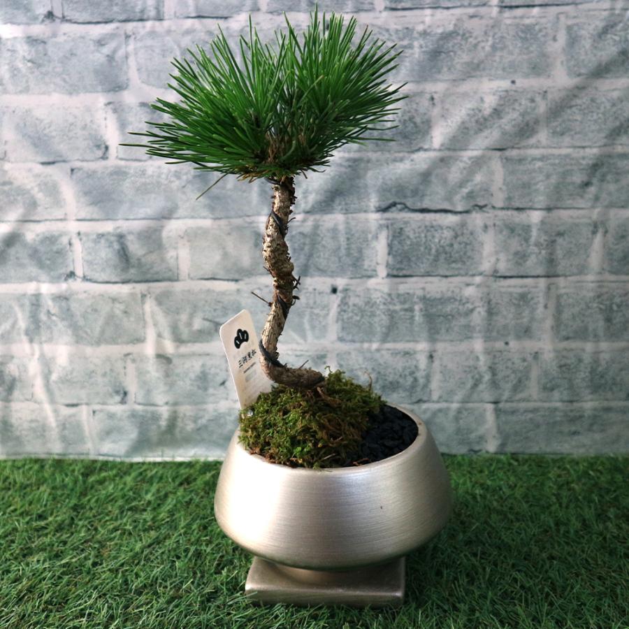 ITANSE 盆栽 三河黒松 須磨L 四寸 1個売り 送料無料 イタンセ公式