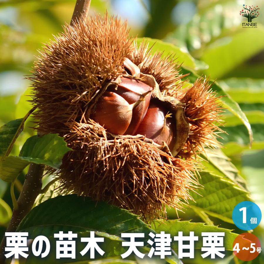 栗の苗木 天津甘栗 果樹の苗木 4号/1個売り 栗苗 栗の苗 栗の木 くりの