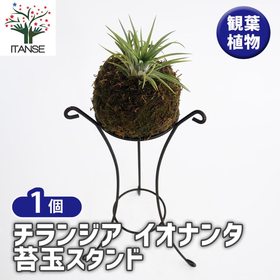 チランジア イオナンタ 苔玉スタンド エアプランツ /1個売り