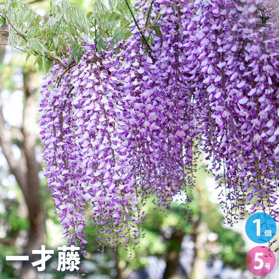 一才藤 花木苗 5号/1個売り 花藤 いっさいふじ 初心者向け 育てやすい