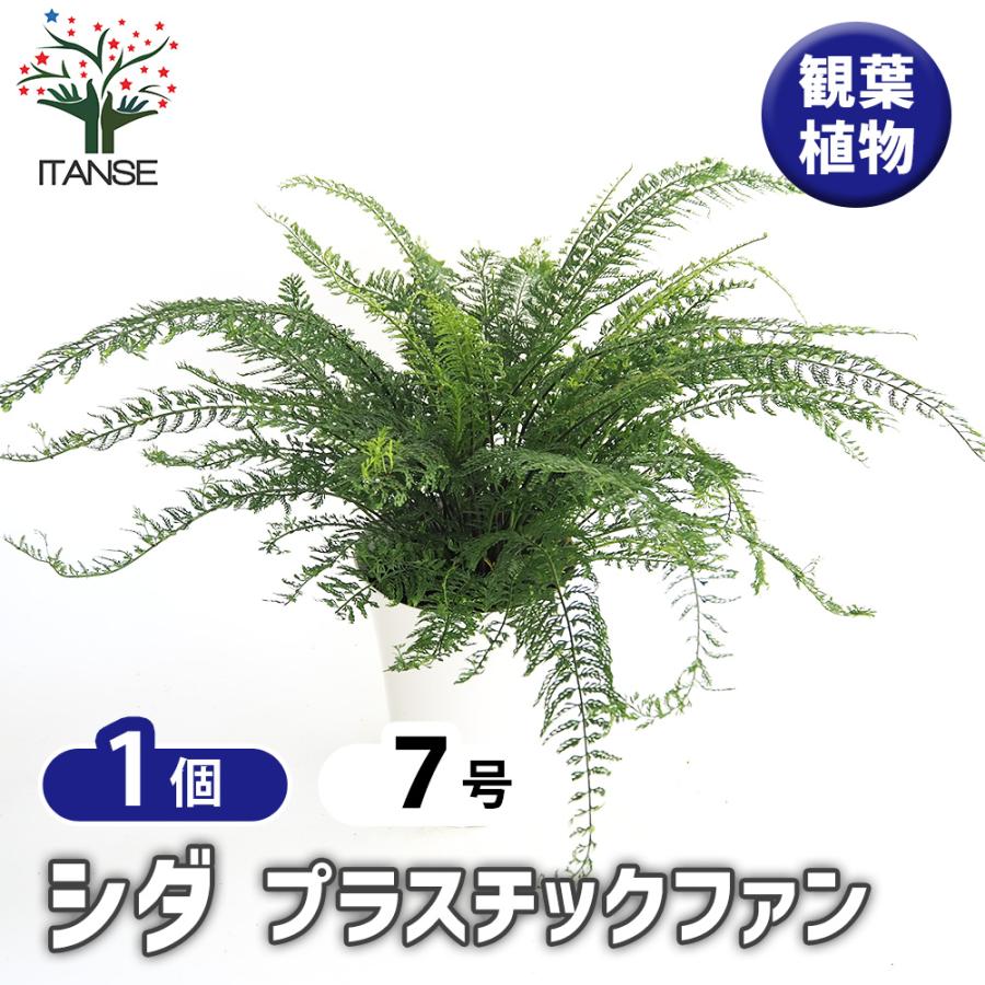 シダ プラスチックファン 観葉植物 7号/1個売り トキワシノブ 常磐忍