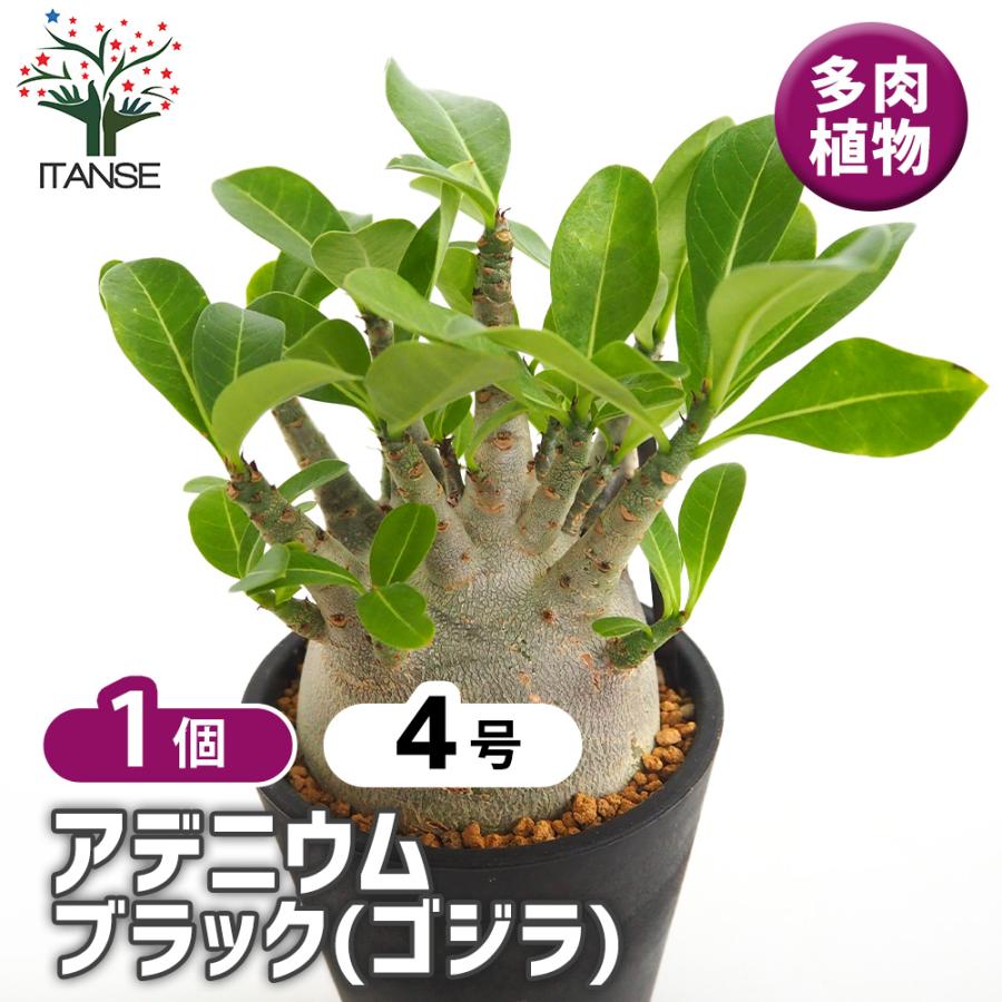 アデニウム ブラック(ゴジラ) 多肉植物 4号/1個売り リビング オフィス