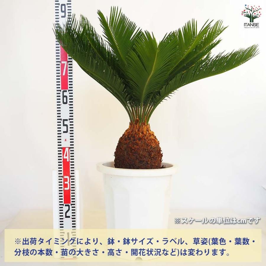 ソテツ 【観葉植物 10号／1個売り】 : shopooo by GMO - 通販 - Yahoo