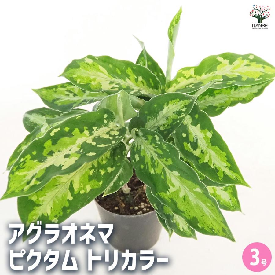 アグラオネマ ピクタム トリカラー 【観葉植物 3号／1個売り
