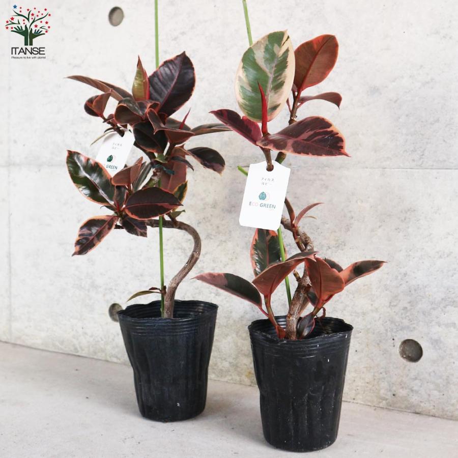 フィカス ルビー 曲がり仕立て【観葉植物 4号／1個売り】 : shopooo by