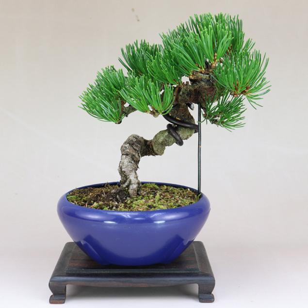 五葉松 - 宮島 小品盆栽（将来性抜群 素材） いよじ園 : 盆栽-いよじ園