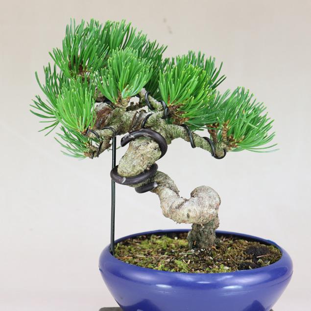 五葉松 - 宮島 小品盆栽（将来性抜群 素材） いよじ園 : 盆栽-いよじ園