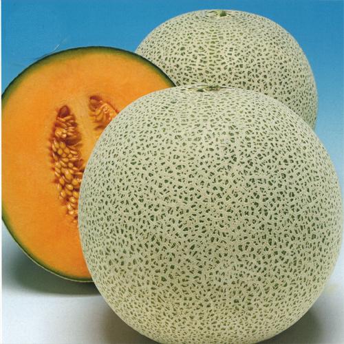 レノンスター 100粒 タキイ交配 めろん メロン 舐瓜【タキイ 種 たね
