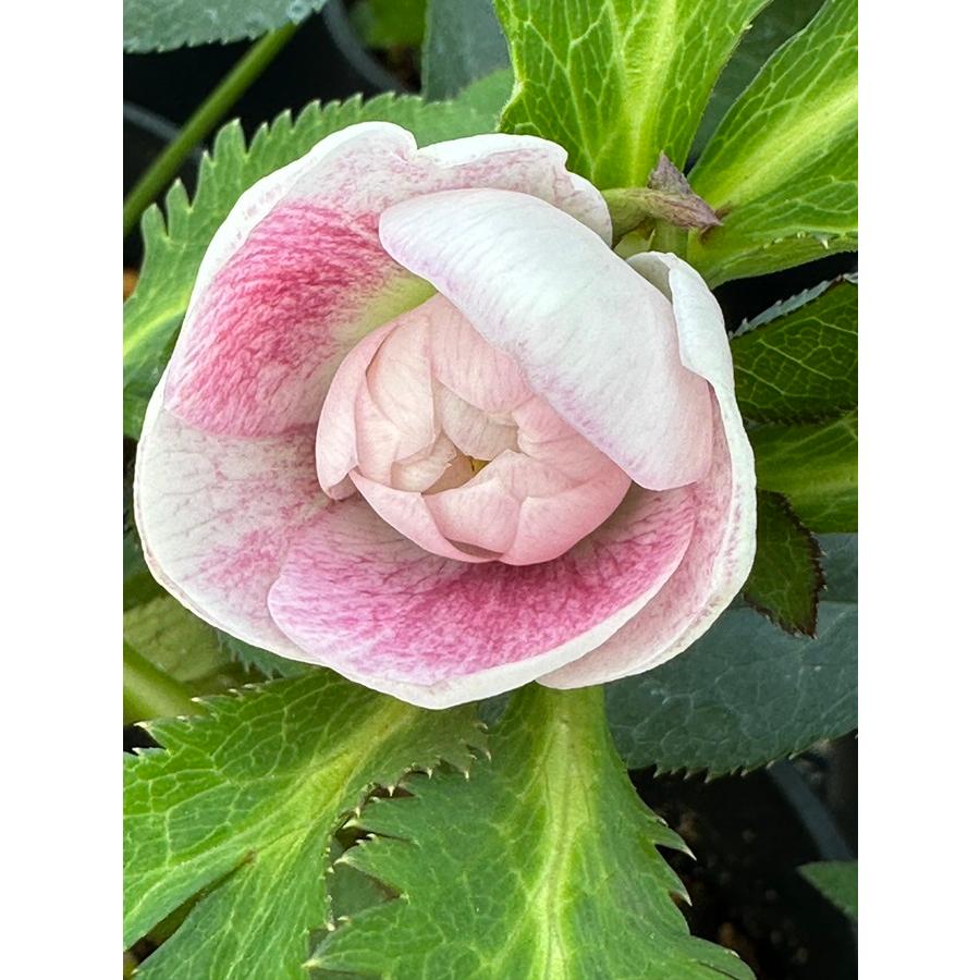 クリスマスローズ ウィンターシンフォニーシリーズ：クレオン交配