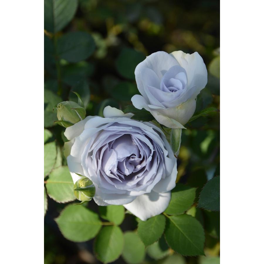 ポルト・ブルー（バラ苗：ロサ・オリエンティス） 大苗予約 7号鉢植え