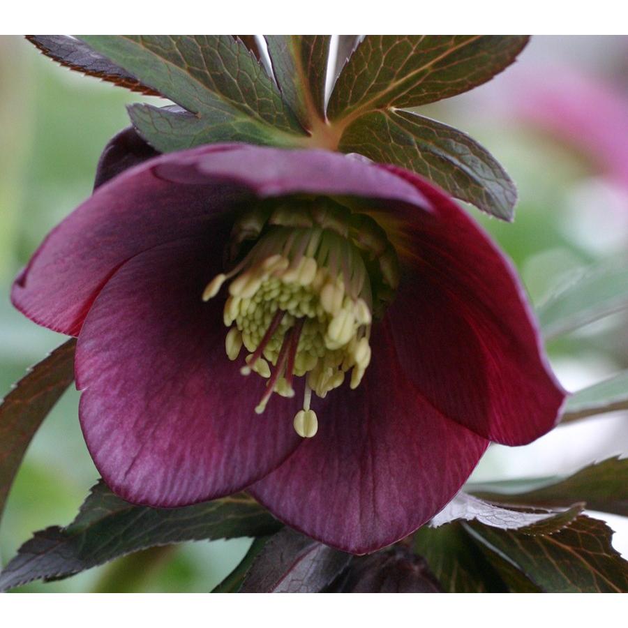 クリスマスローズ・オリエンタリス ダークパープル : 大神ファーム