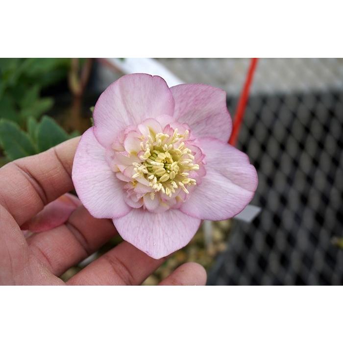 クリスマスローズ・オリエンタリス セミダブル・ミスティローズ : 大神