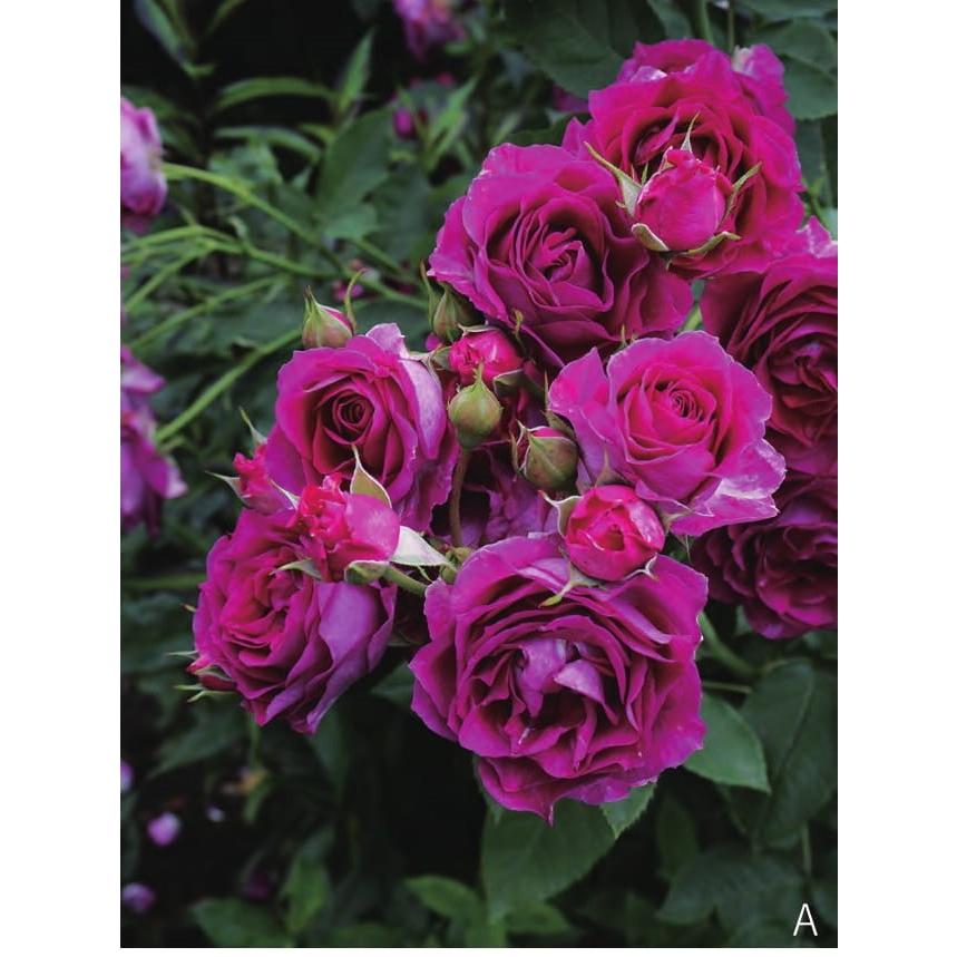 モン・プレジール(バラ苗：ギヨー社・フランス） 大苗 《契約品種