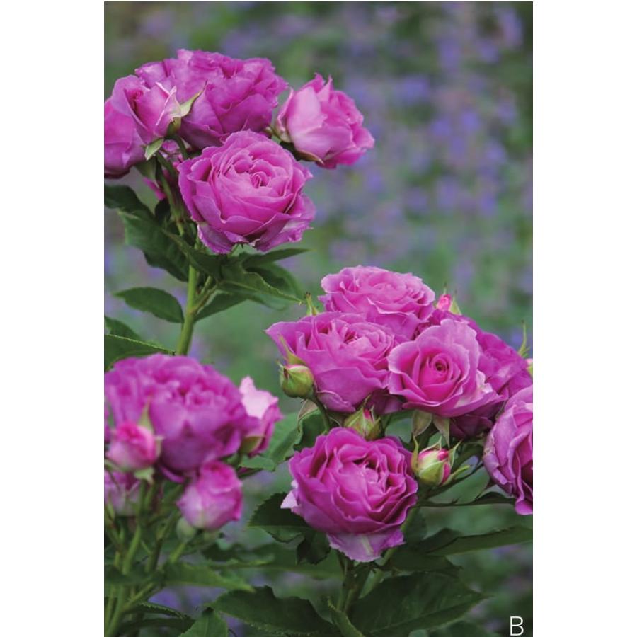 モン・プレジール(バラ苗：ギヨー社・フランス） 大苗 《契約品種