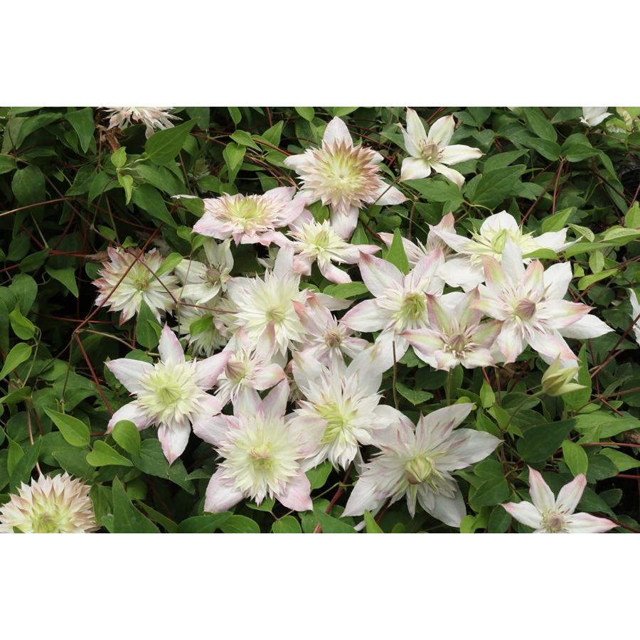 クレマチス '五弓桃万重' 系統：フロリダ系 4.5号ロングポット : 大神