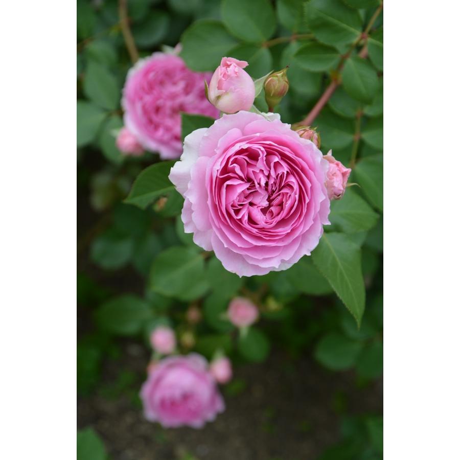 楼蘭（ロウラン）（バラ苗：ロサ・オリエンティス・プログレッシオ