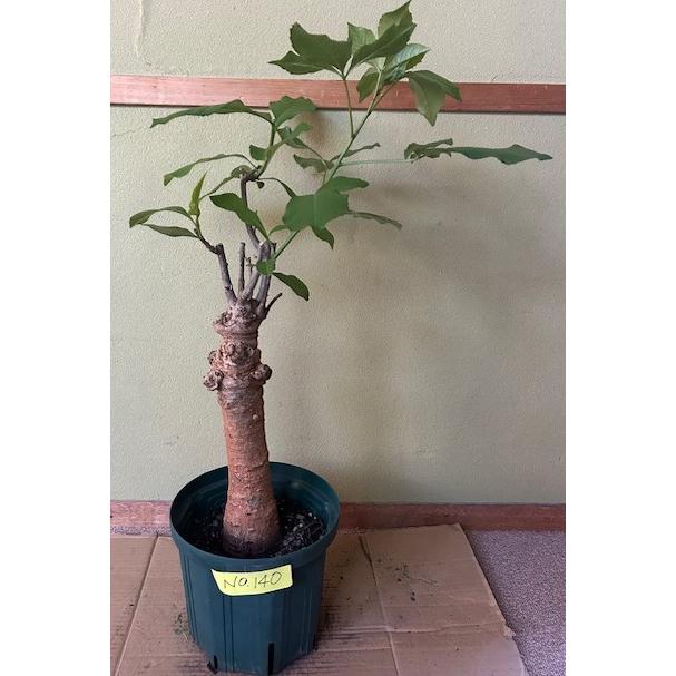 星の王子様に出てくる10年ものバオバブの木No140.！盆栽に最適