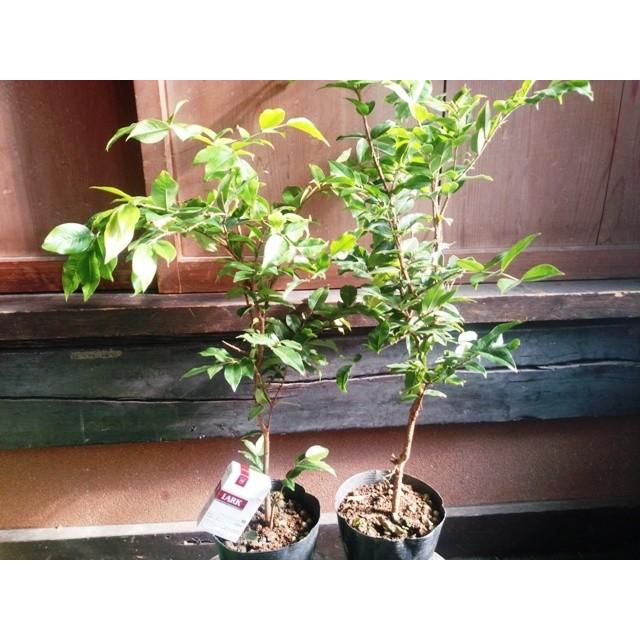 ジャボチカバ苗木 限定販売 : 栽培者直販の熱帯植物専門販売店 - 通販