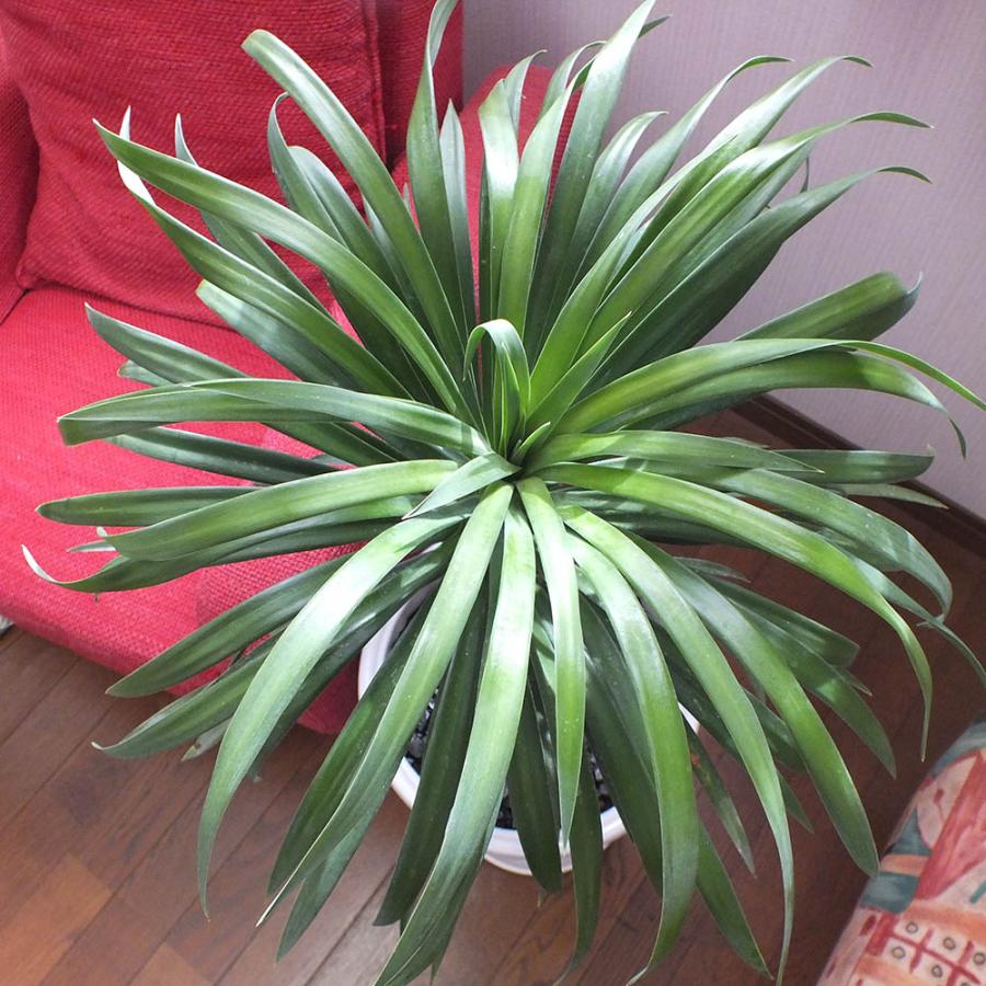 観葉植物 おしゃれ 希少品種 ユッカ デスメティアーナ 8号 現品 レア