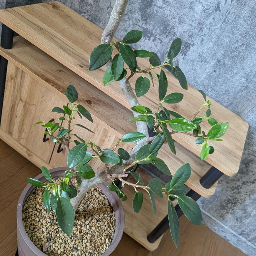 観葉植物 おしゃれ 大型 本物 ゴムの木 フランスゴム フィカス 幹曲り