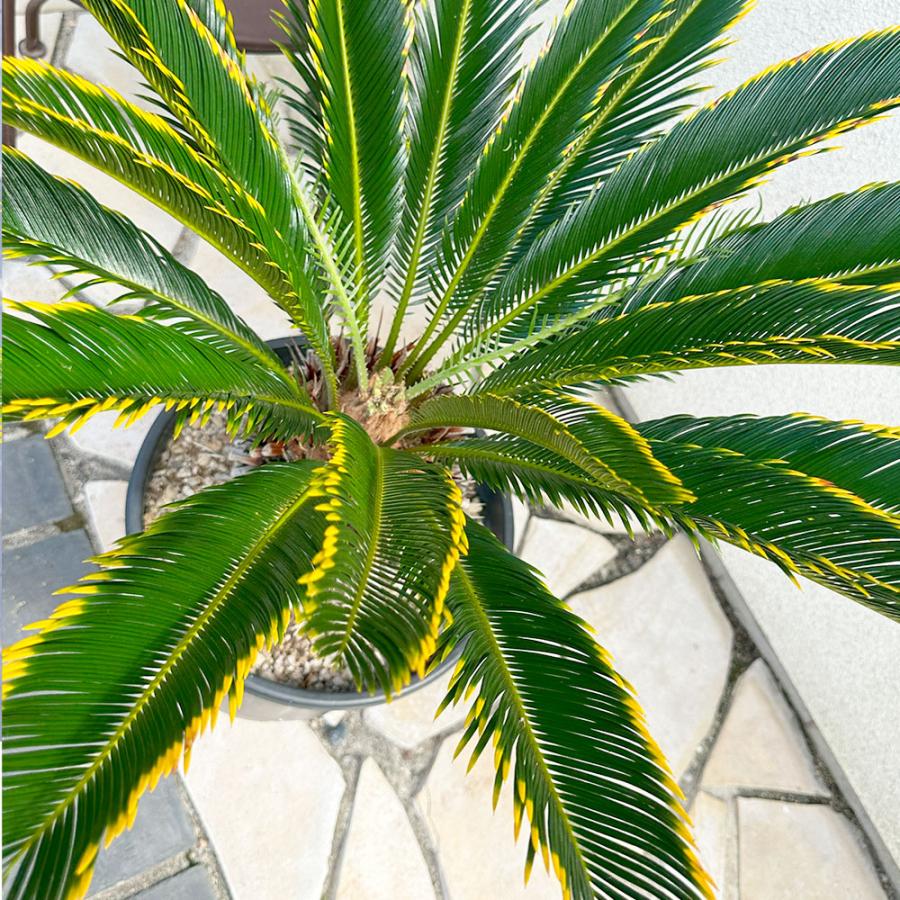 観葉植物 おしゃれ 大型 本物 キンカンソテツ 10号 現品 金冠 金環 黒