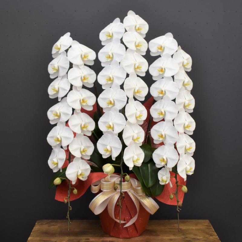 胡蝶蘭 大輪 48輪以上 ホワイトロッキー3本立ち【全国洋らん品評会金賞