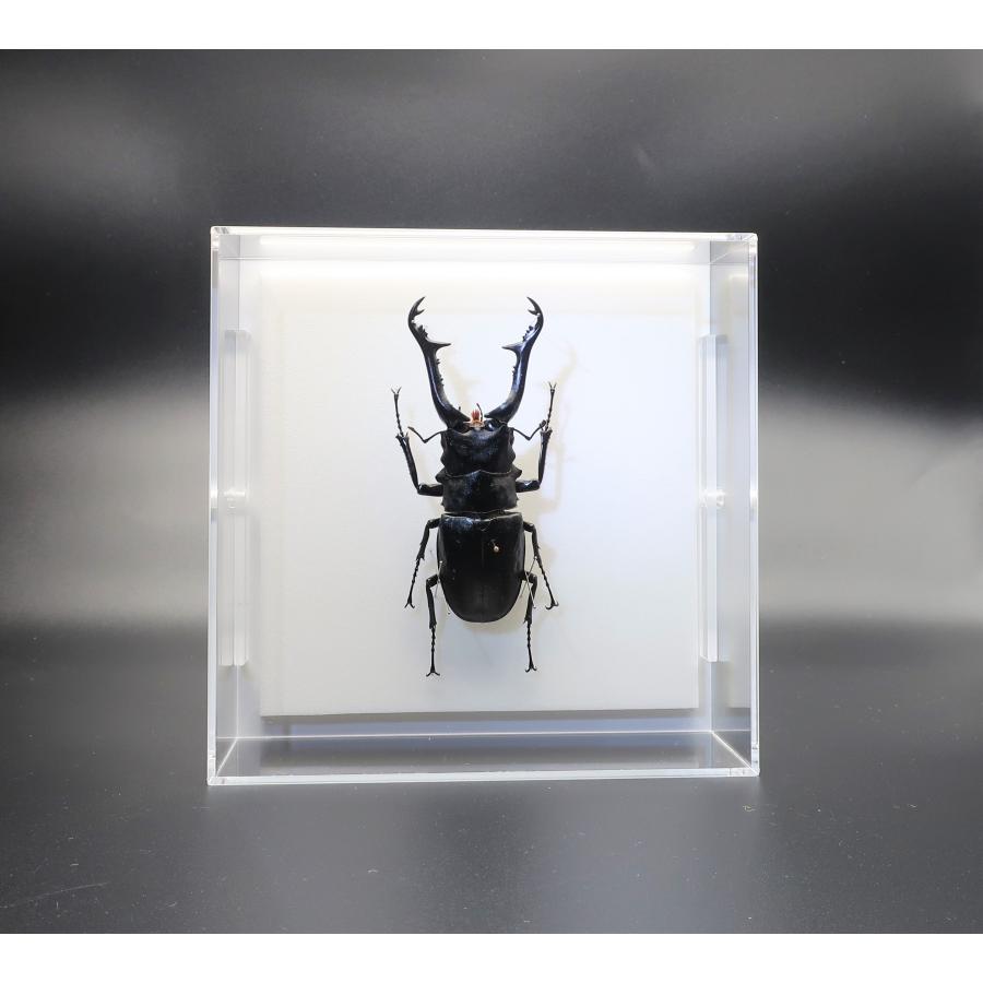 昆虫の標本 ギラファノコギリクワガタ P.giraffa アクリルフレーム