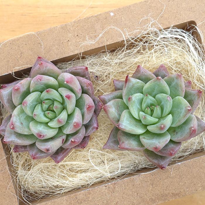 多肉植物 エケベリア スノーマウンテンジェニー 韓国苗 抜き苗 カット